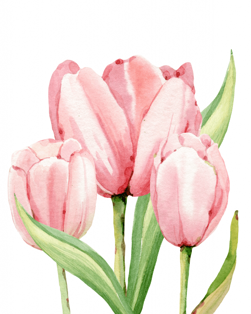 watercolor tulips free print - refresh restyle